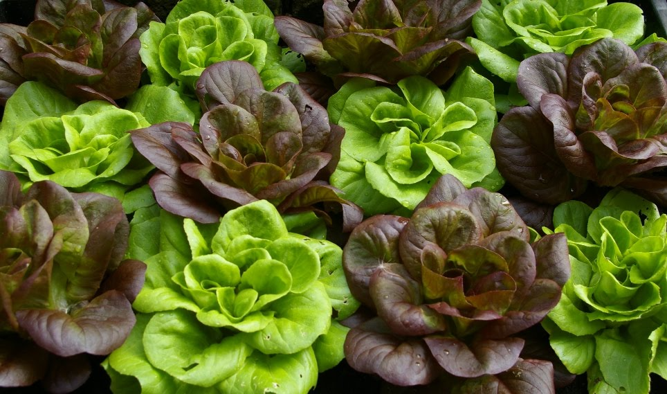 Salanova Butterhead Lettuce Single Head Green Market Wagon